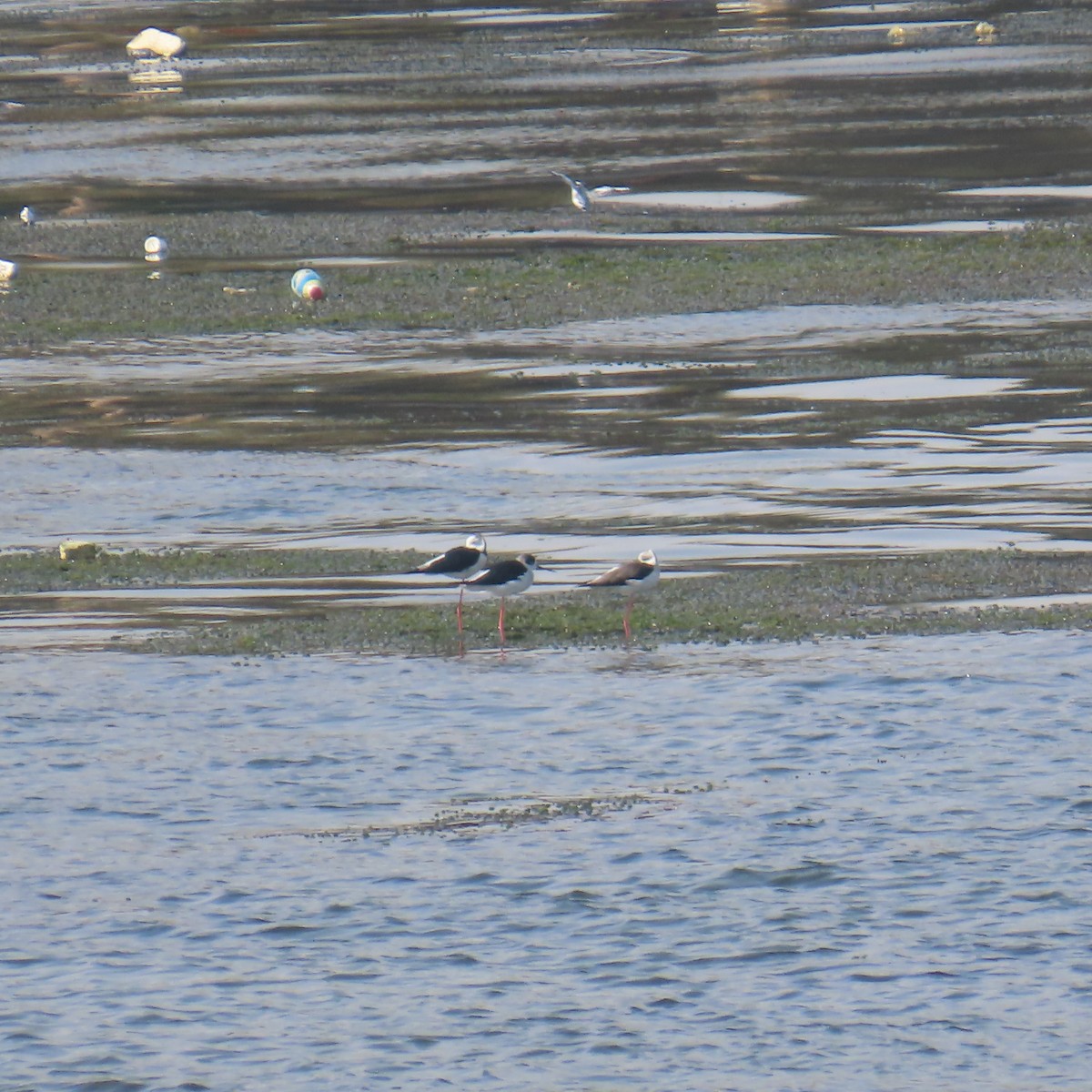 Zankaluze eurasiarra - ML645056071