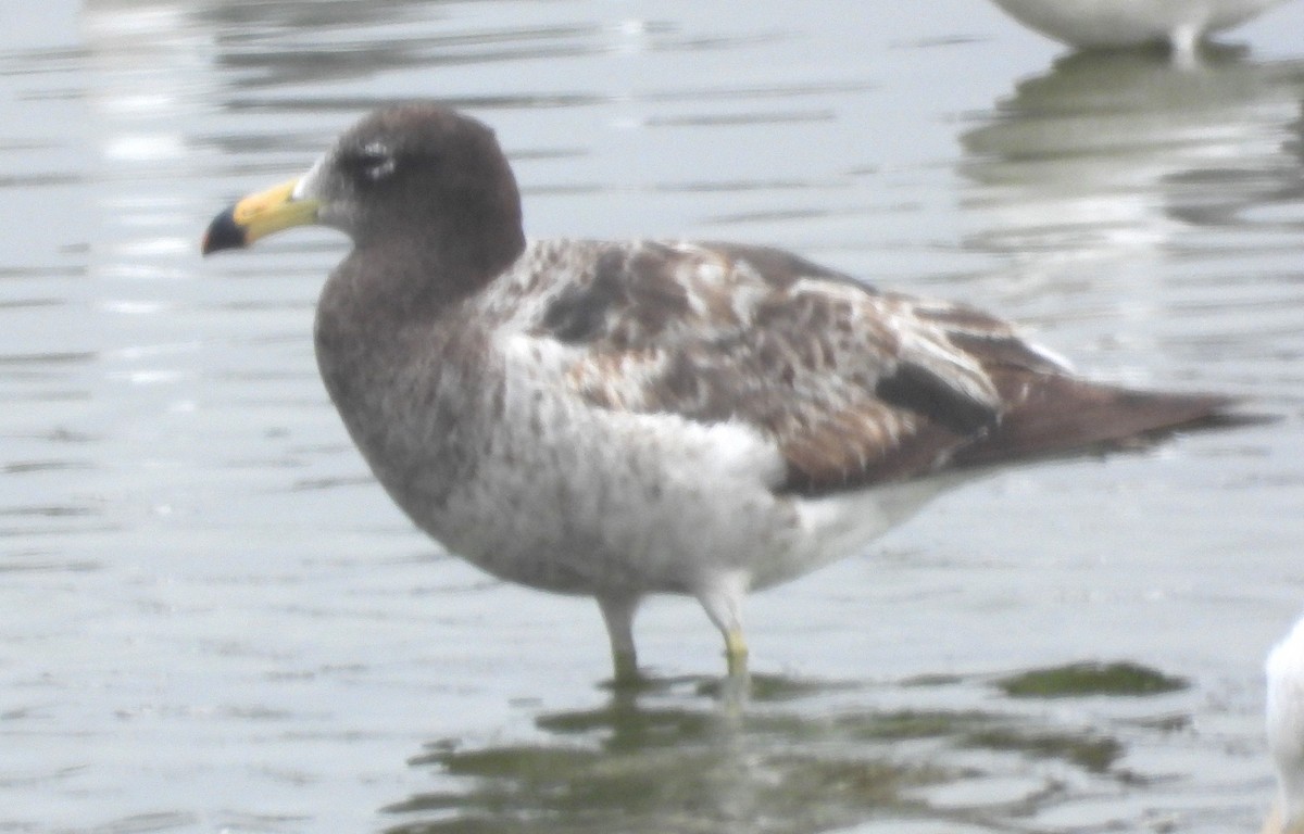 Belcher's Gull - ML645056091