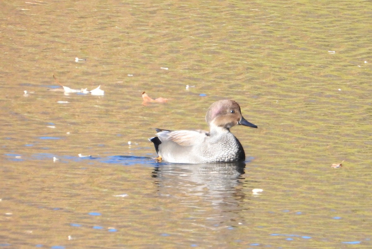 Gadwall - ML645056093