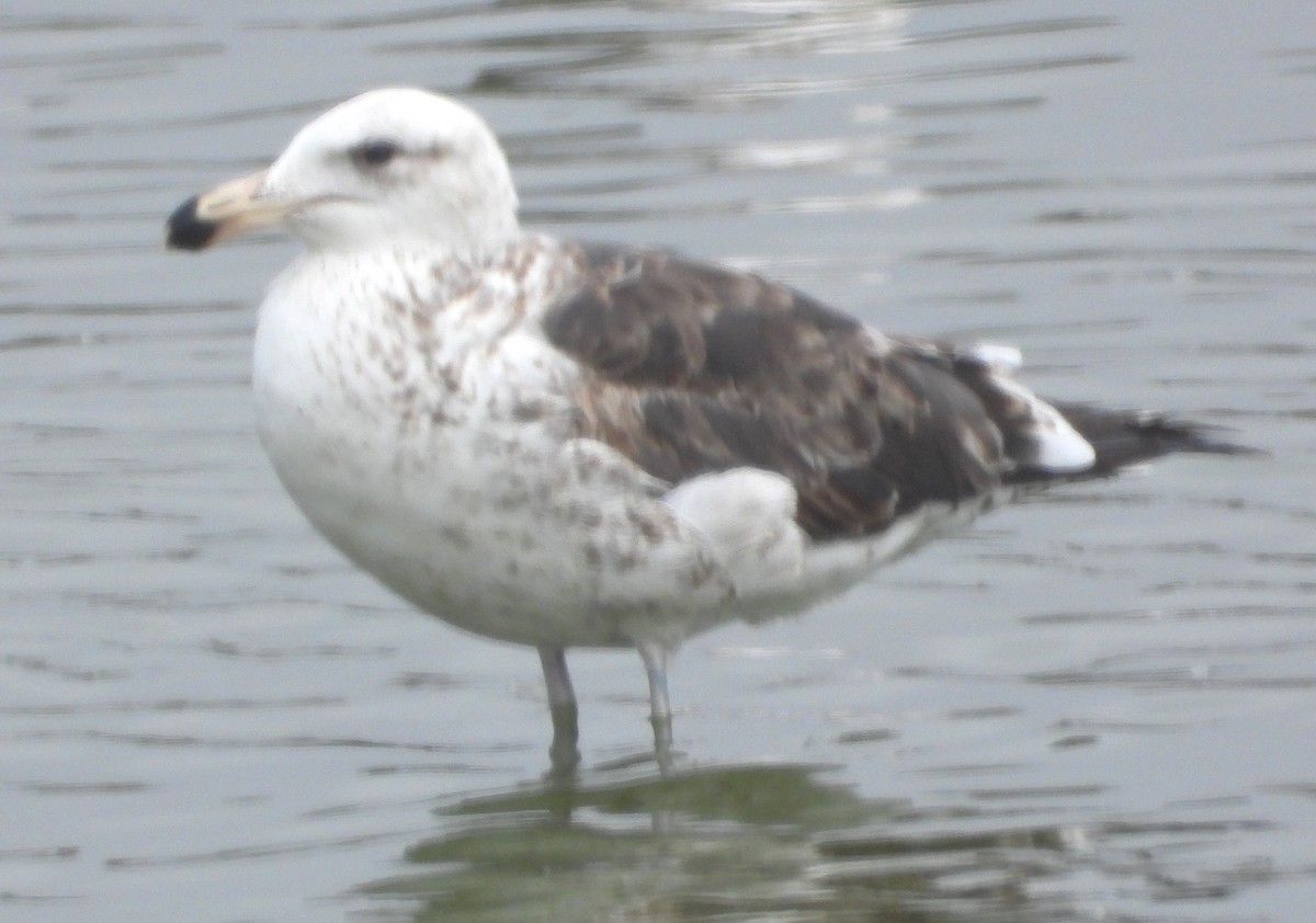 Kelp Gull - ML645056111