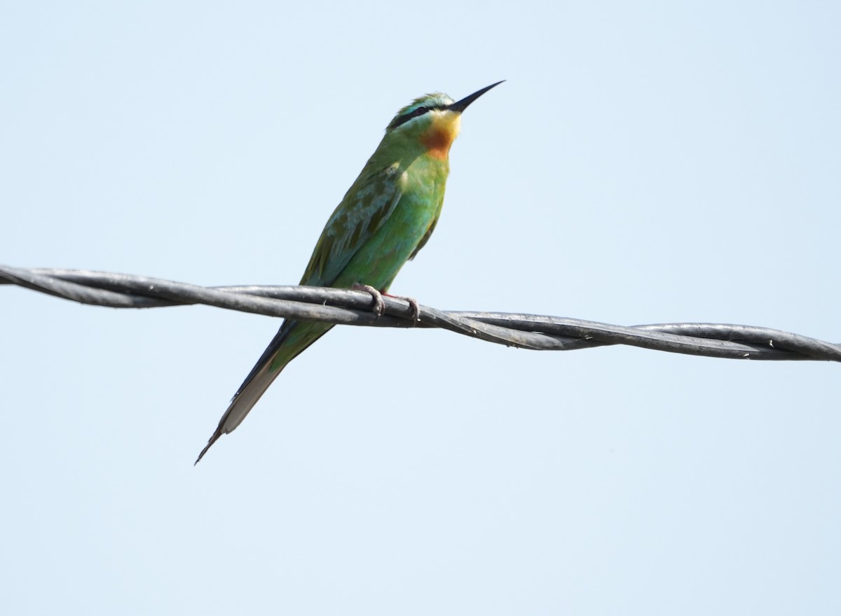 blåkinnbieter - ML645056133