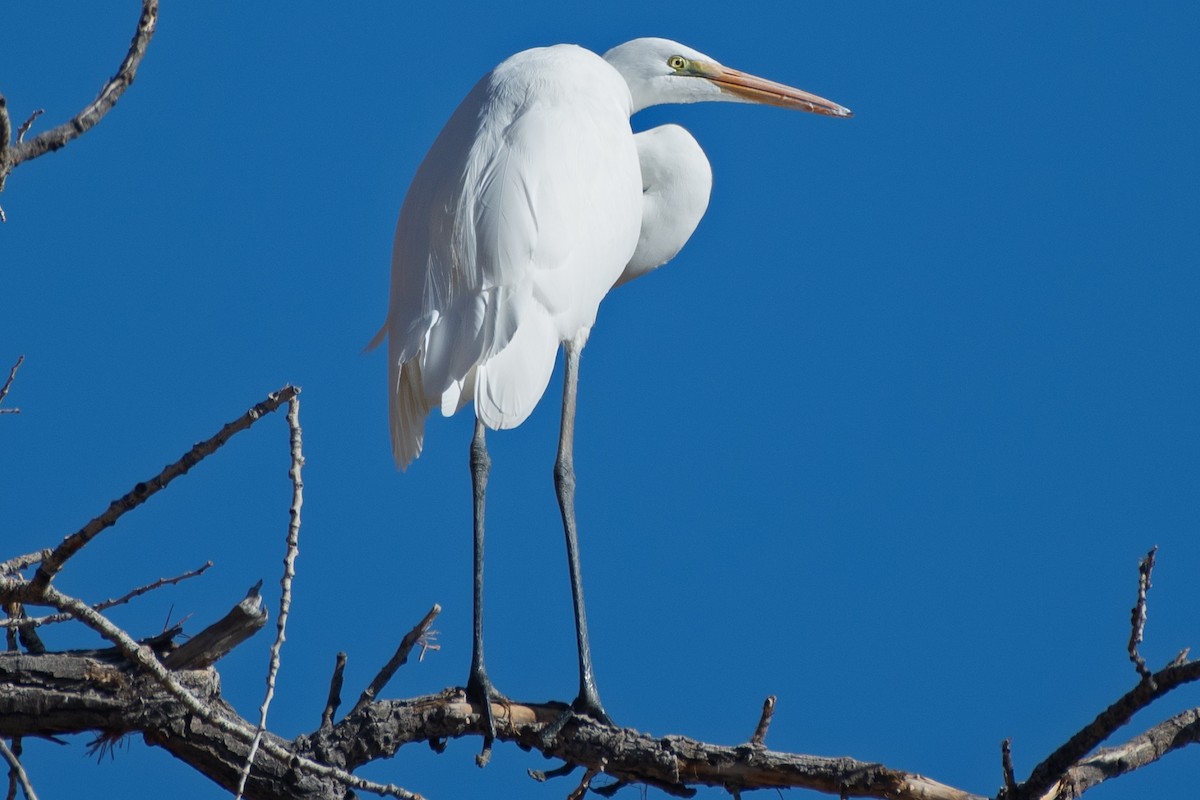 Great Egret - ML645056146