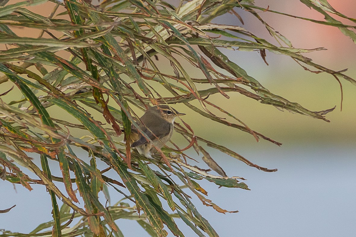 Esmer Çıvgın - ML645056148