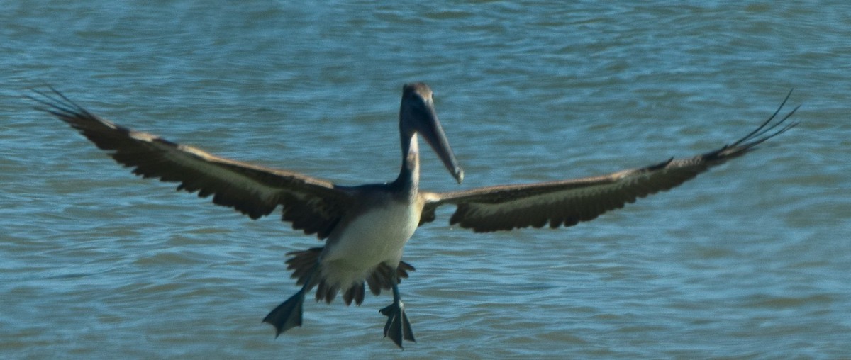 Brown Pelican - ML645056170