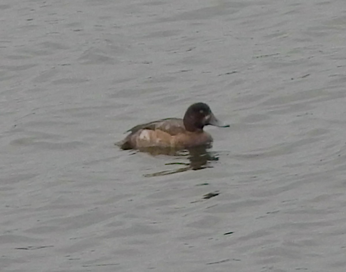 Fuligule milouinan - ML645056187