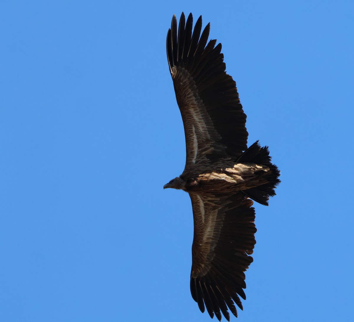 sup himálajský - ML645056199