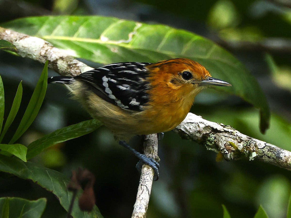 Pacific Antwren - ML645056209