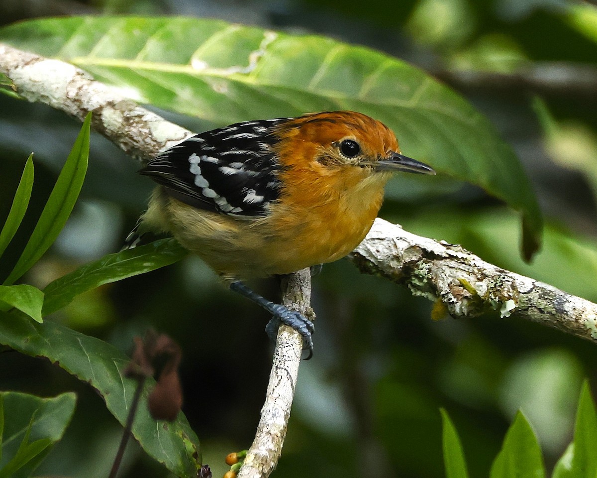 Pacific Antwren - ML645056210