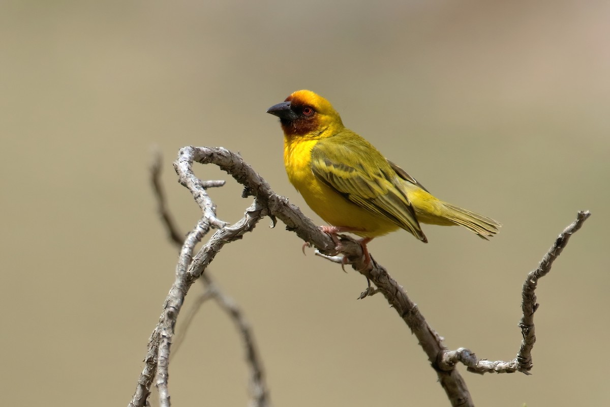 キイロハタオリ - ML645056213