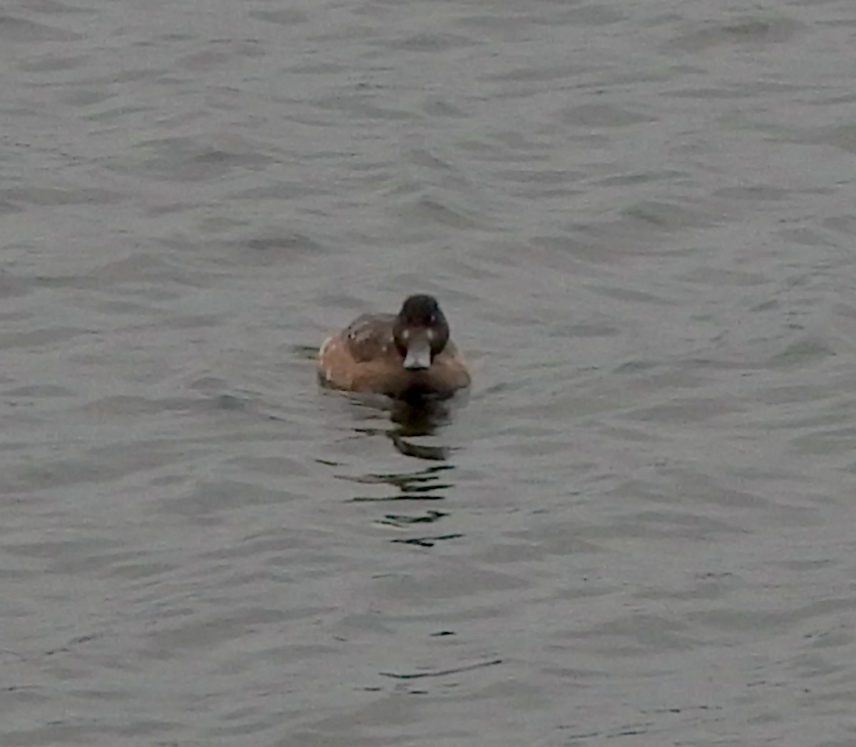 Fuligule milouinan - ML645056222