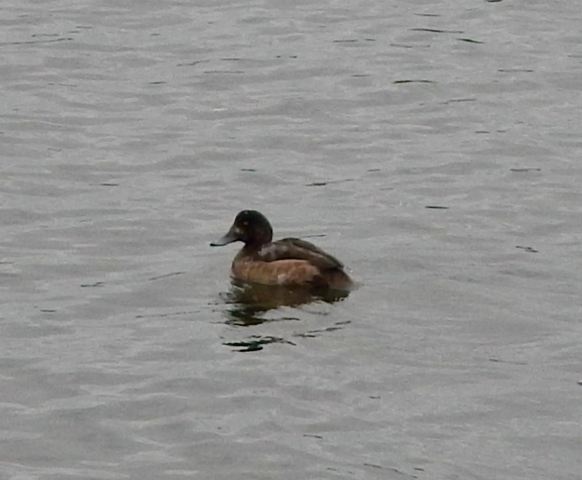 Fuligule milouinan - ML645056226