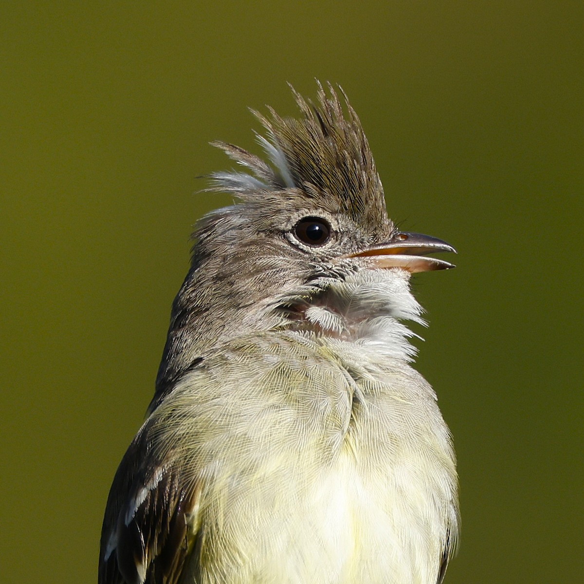 Yellow-bellied Elaenia - ML645056233