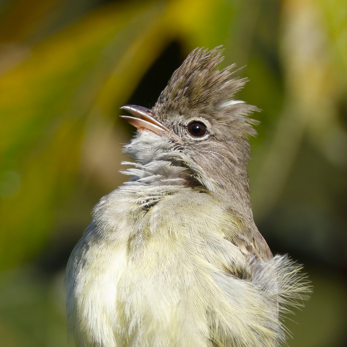 Yellow-bellied Elaenia - ML645056234