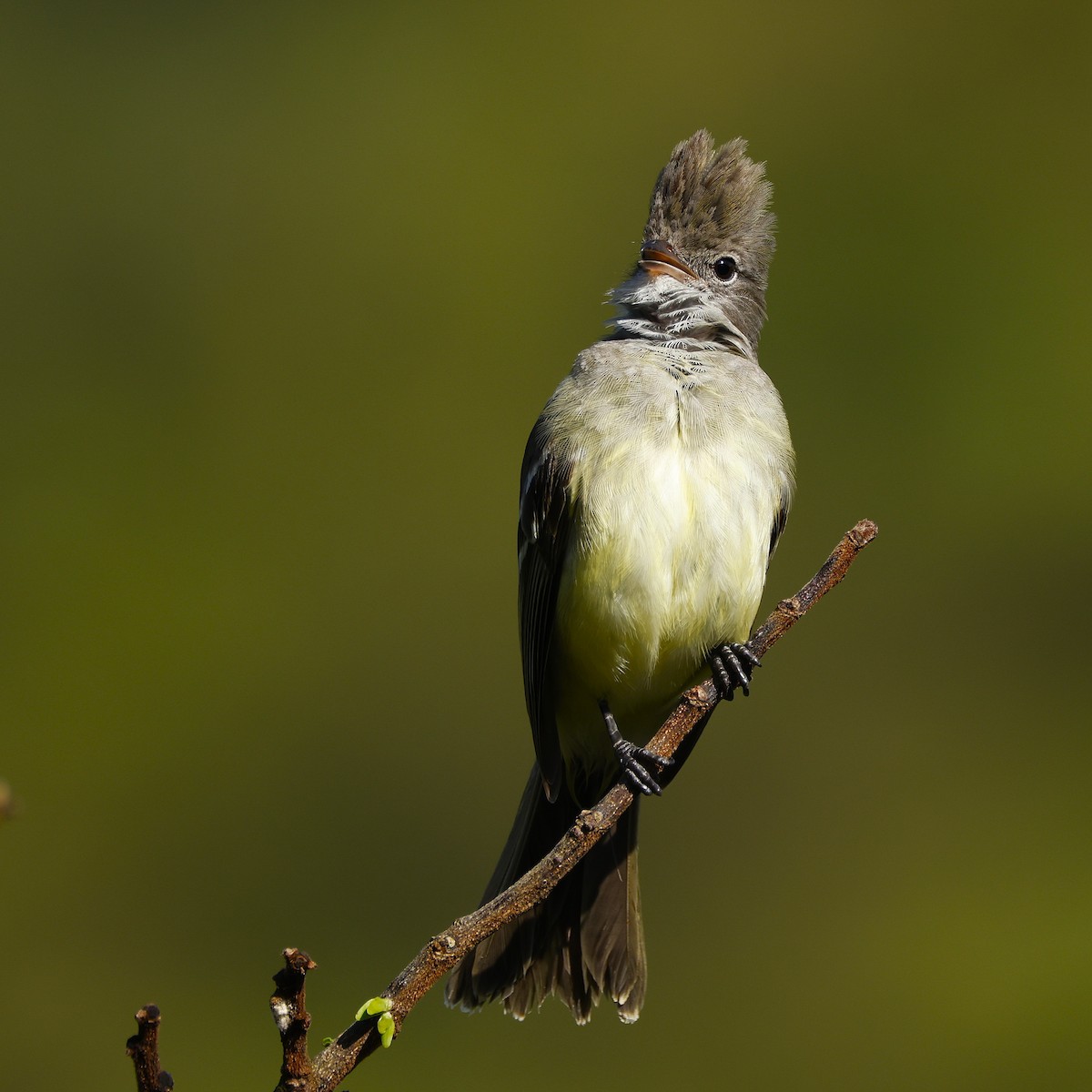 Yellow-bellied Elaenia - ML645056235