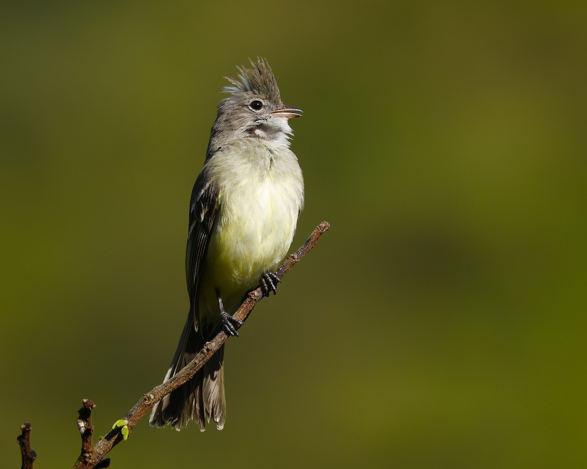 Yellow-bellied Elaenia - ML645056236
