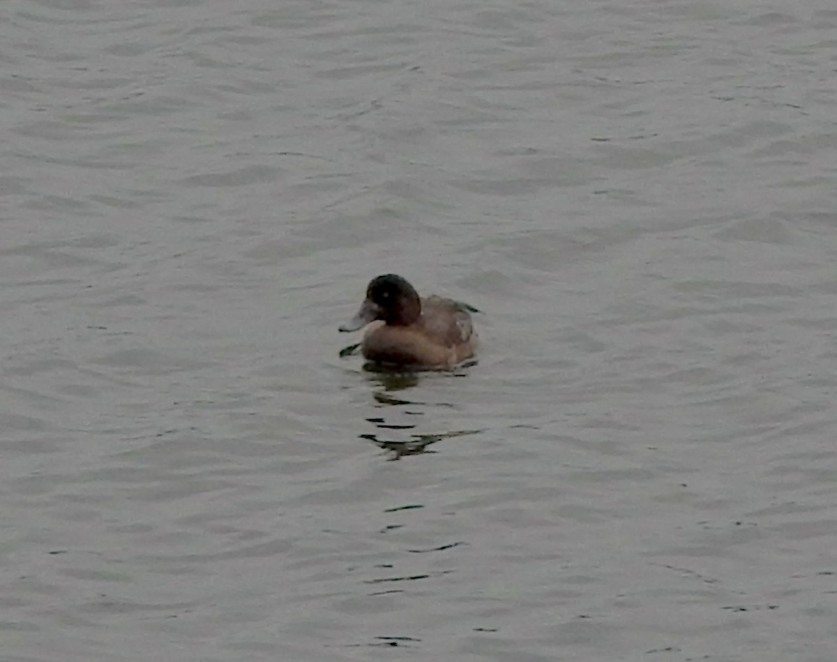 Fuligule milouinan - ML645056238