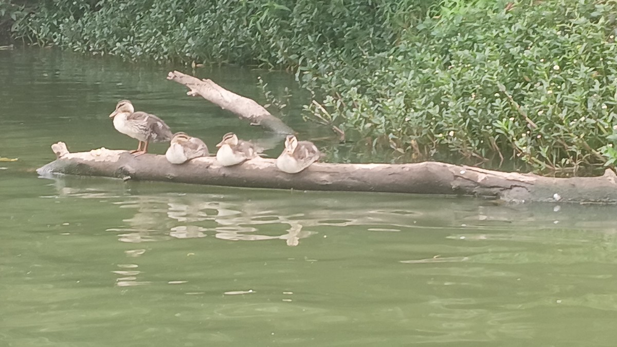 Indian Spot-billed Duck - ML645056241