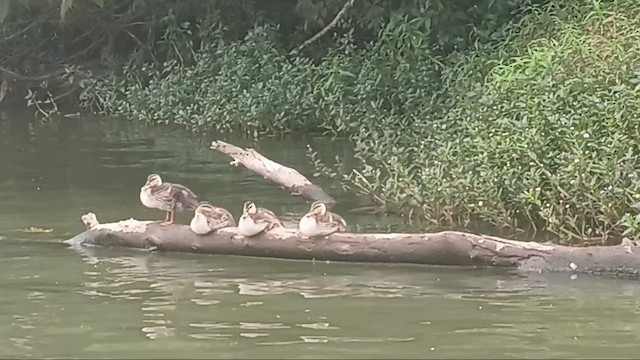 Hint Benekgagası - ML645056243