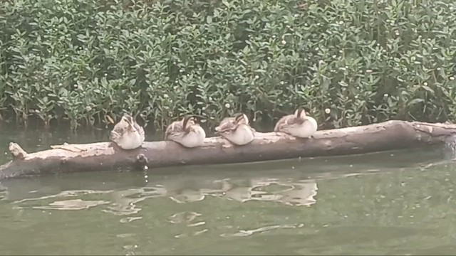 Hint Benekgagası - ML645056244