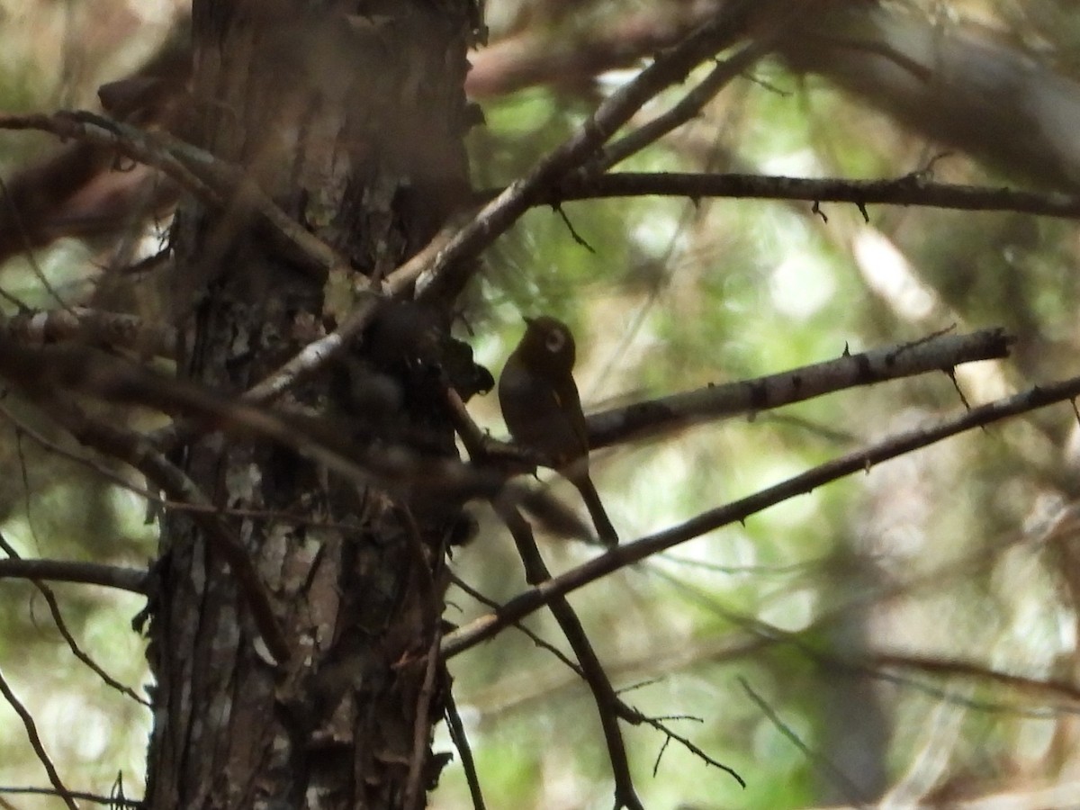 Taita White-eye - ML645056245