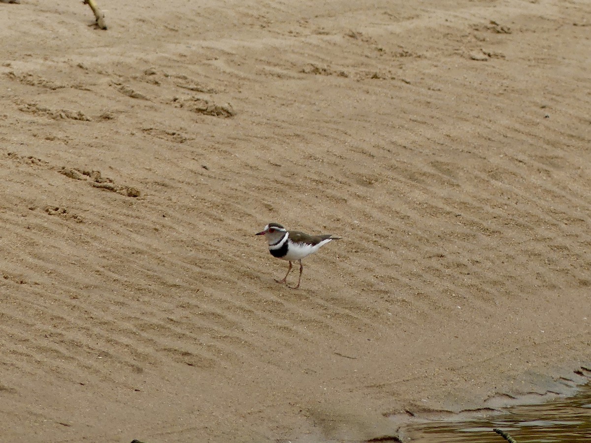 Dreiband-Regenpfeifer - ML645056247