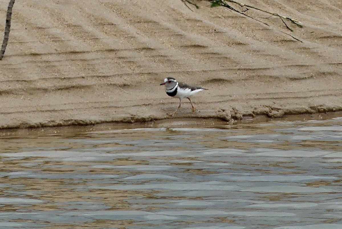 Dreiband-Regenpfeifer - ML645056248
