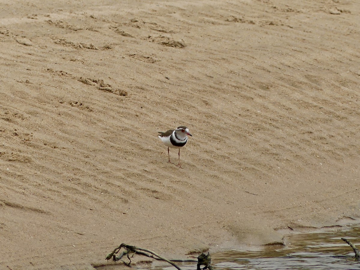 Dreiband-Regenpfeifer - ML645056249