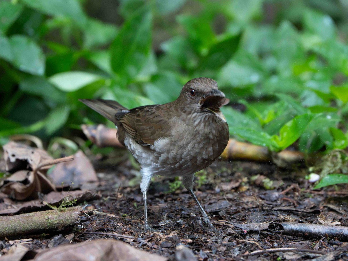 Black-billed Thrush - ML645056254