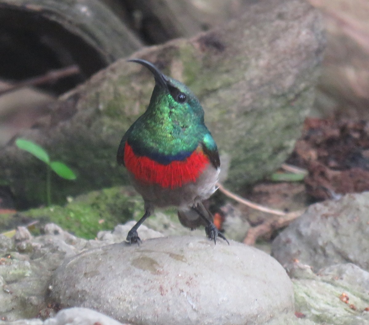 Southern Double-collared Sunbird - ML645056261