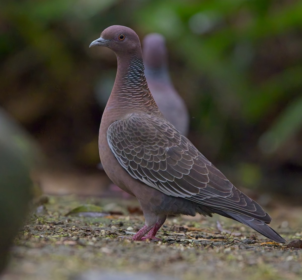 Pikazuro Güvercini - ML645056268