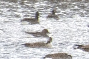 Tundra Bean-Goose - ML645056269