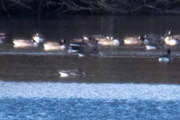 Tundra Bean-Goose - ML645056270