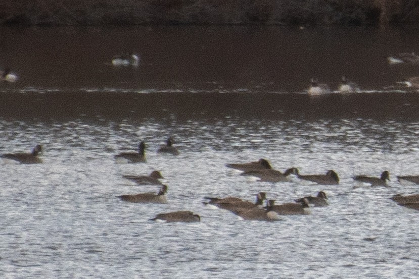 Tundra Bean-Goose - ML645056271