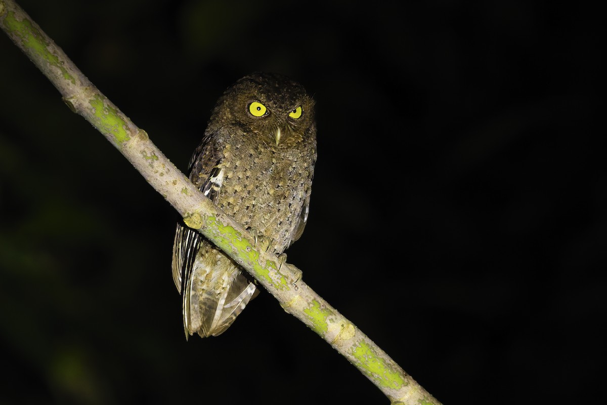 Andaman İshakkuşu - ML645056273