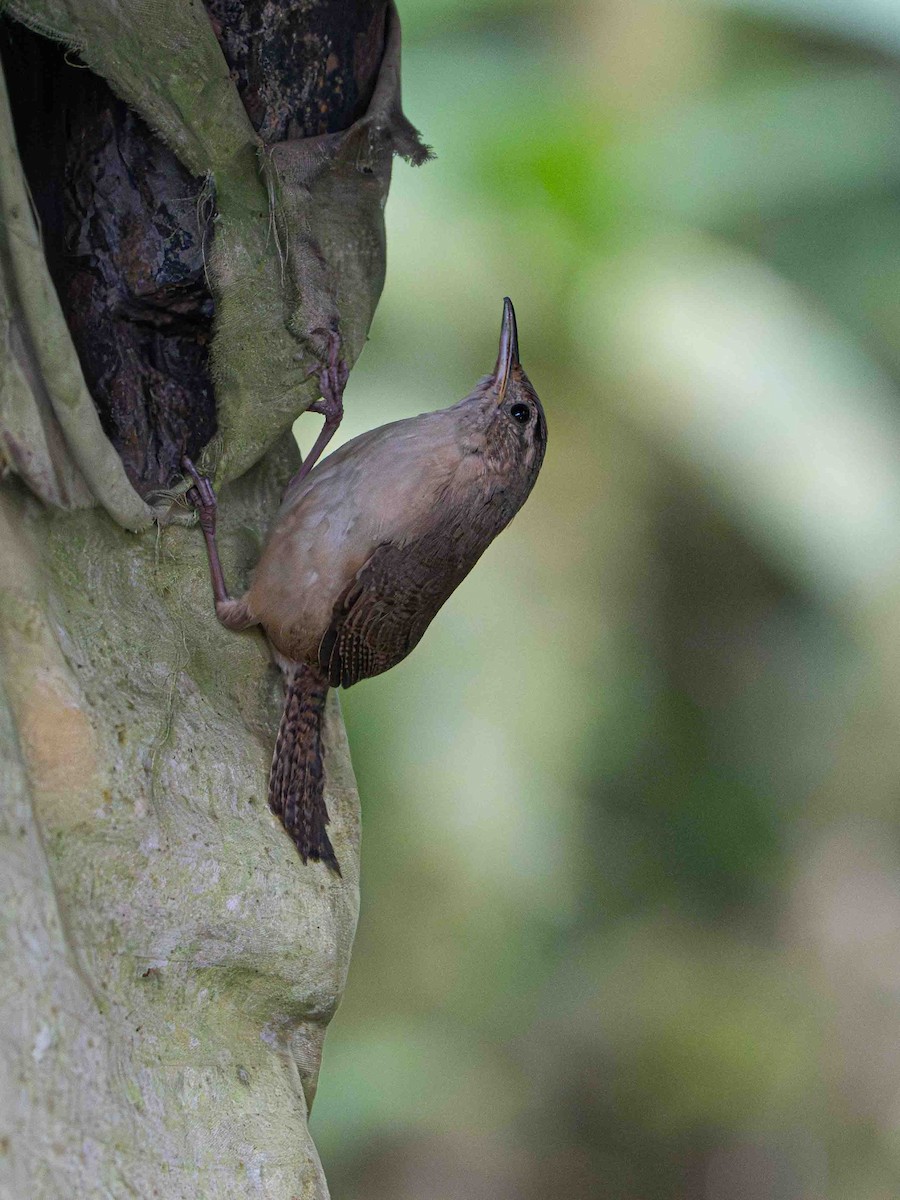 Southern House Wren - ML645056293