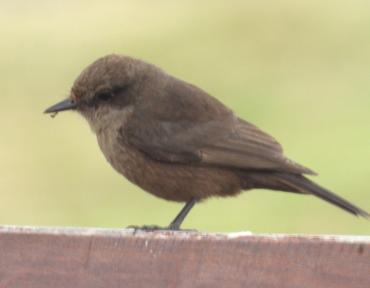 Vermilion Flycatcher - ML645056304