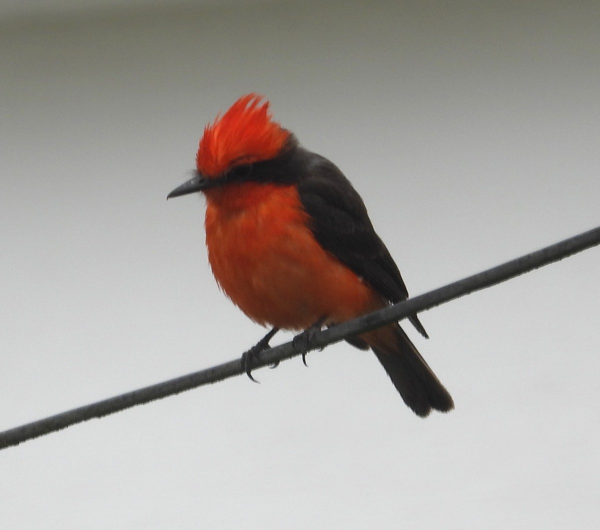 Vermilion Flycatcher - ML645056305