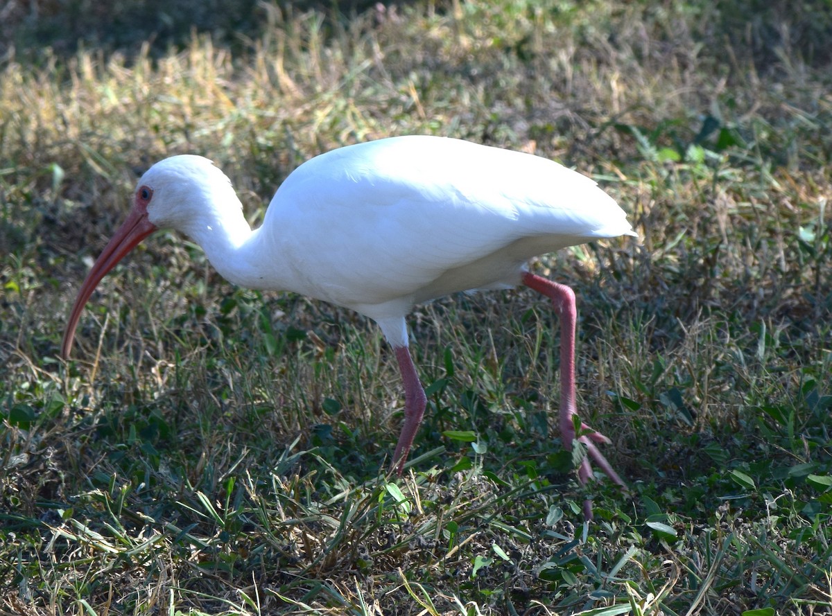 White Ibis - ML645056306
