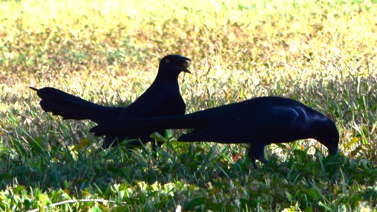 Great-tailed Grackle - ML645056317