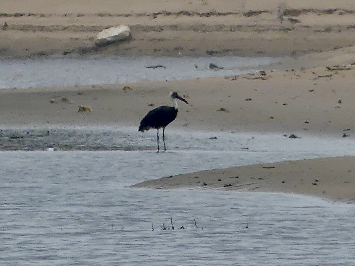 חסידה לבנת-גרון אפריקאית - ML645056320