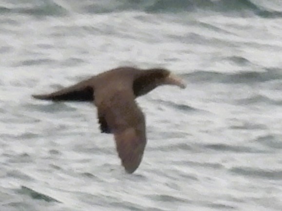 sørkjempepetrell - ML645056327