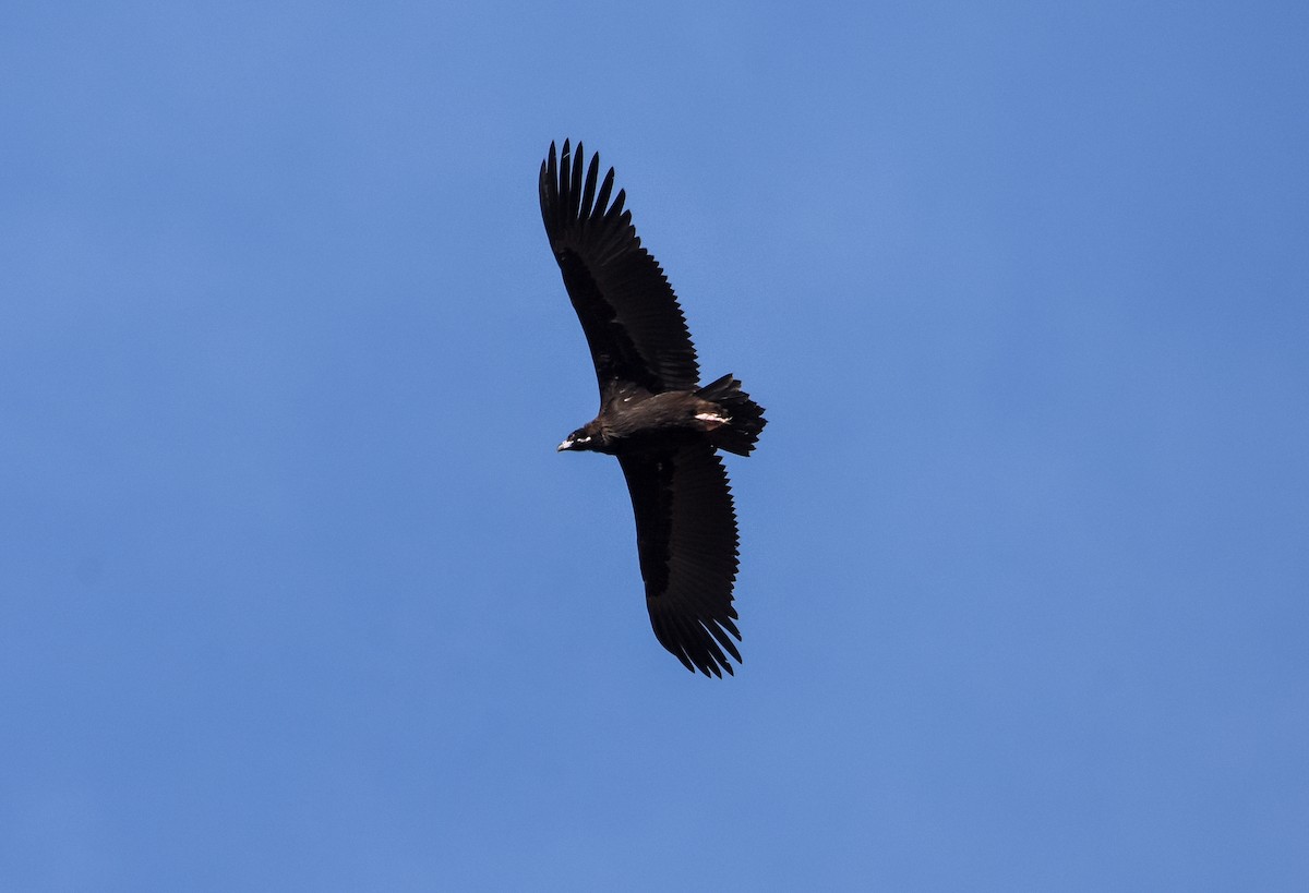 sup hnědý - ML645056335