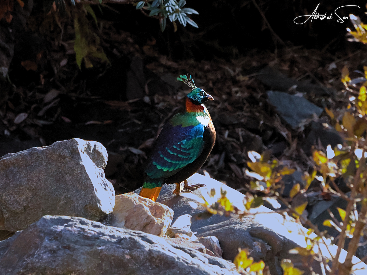 ニジキジ - ML645056342