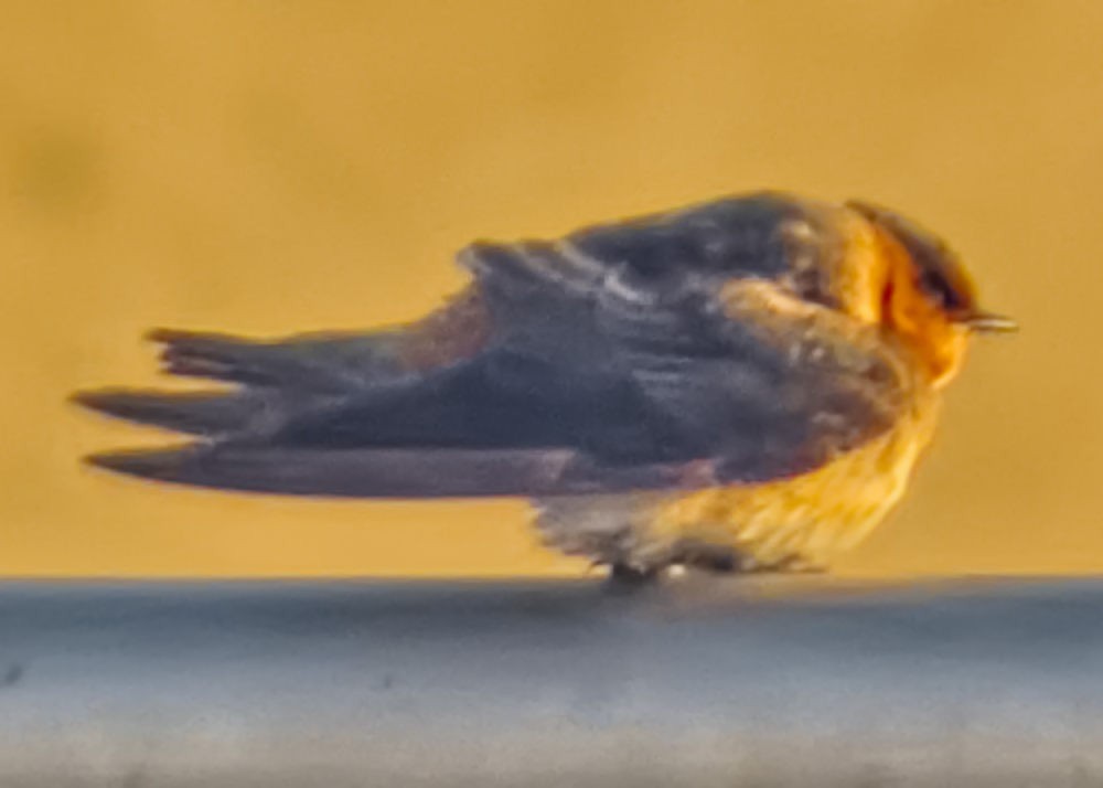 セスジツバメ - ML645056355