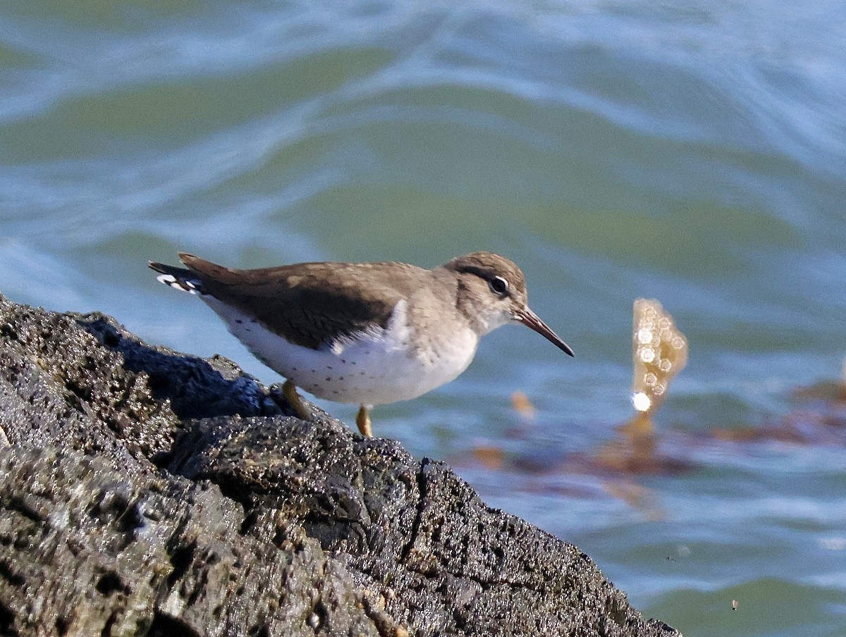 Spotted Sandpiper - ML645056357