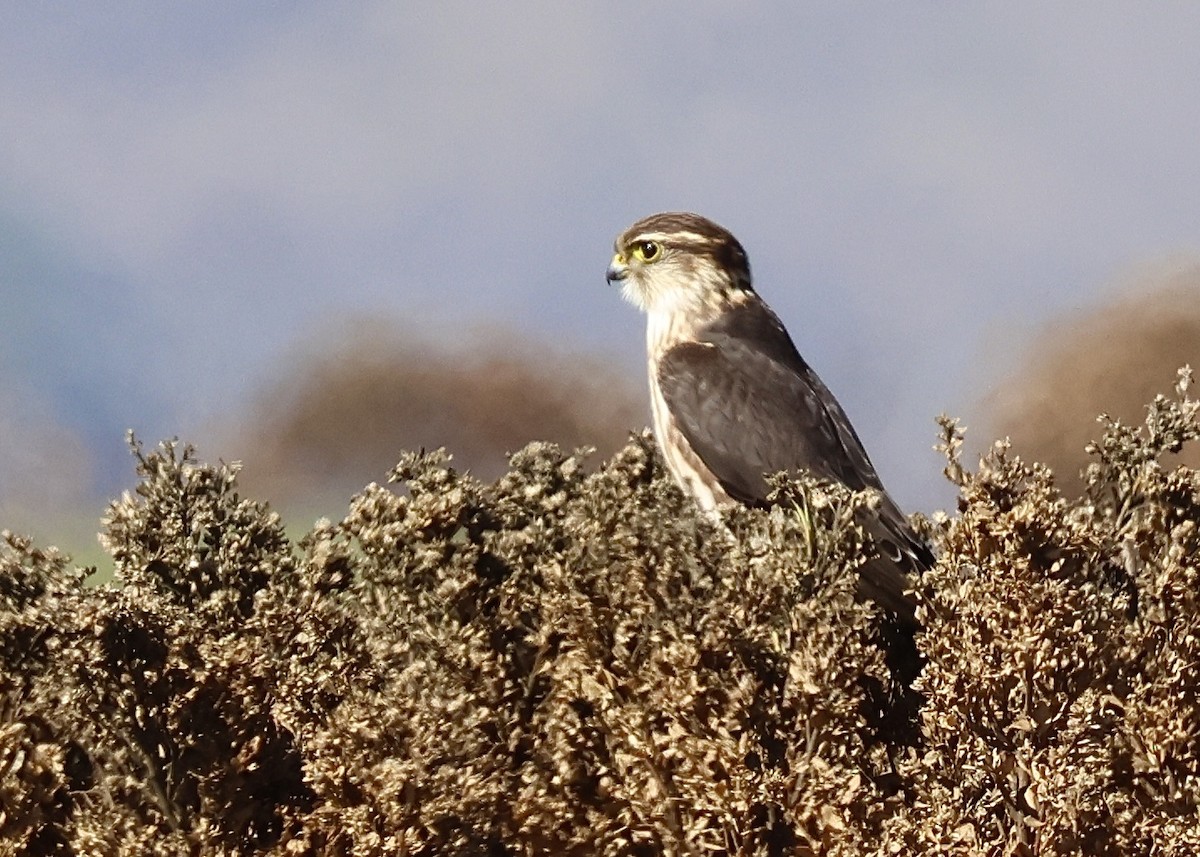 灰背隼 - ML645056371