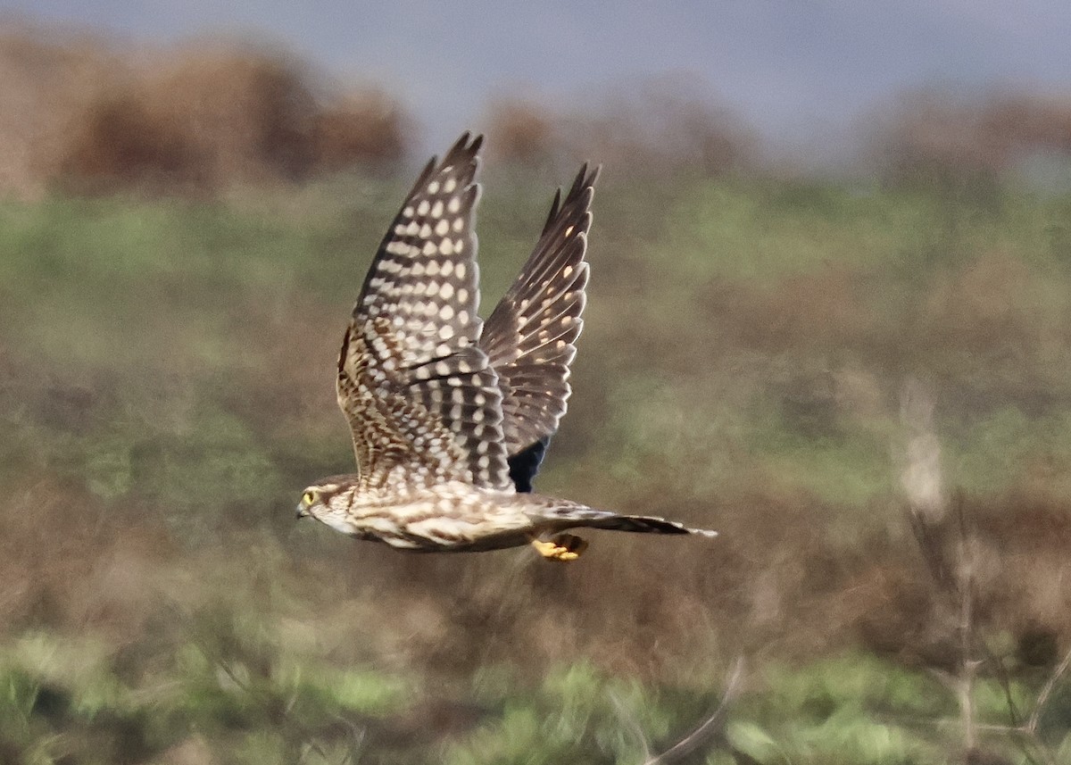 灰背隼 - ML645056372