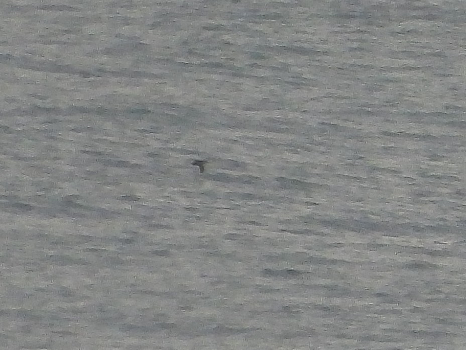 Manx Shearwater - ML645056376