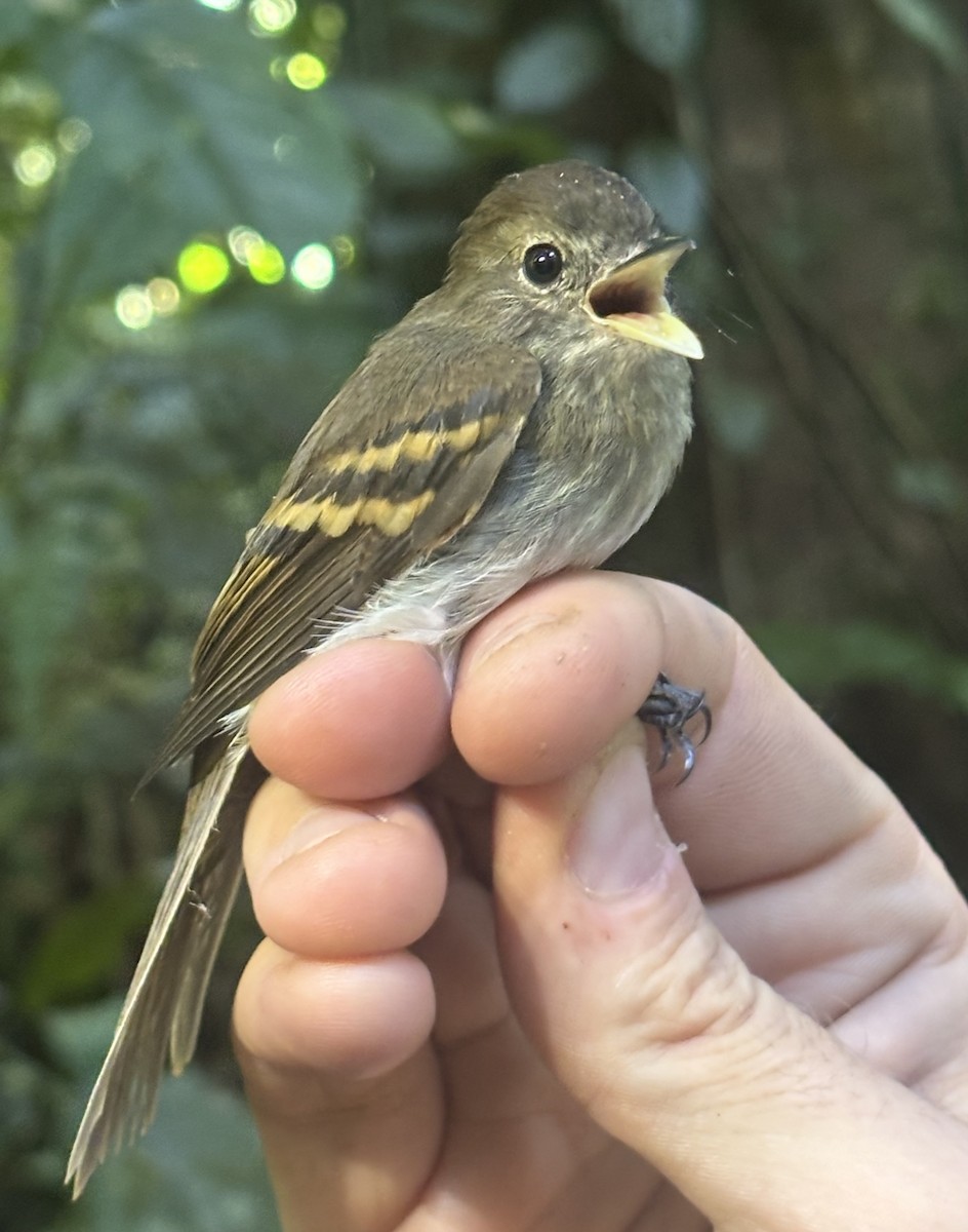 Euler's Flycatcher - ML645056402