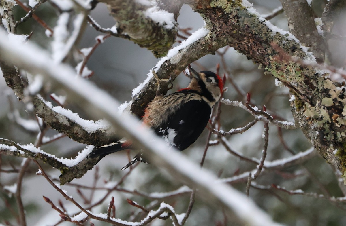 Necklaced Woodpecker - ML645056408
